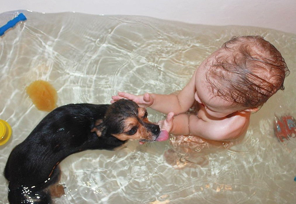 Когда первый раз мыть щенка можно?