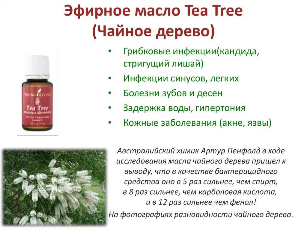 Масло чайного дерева для ногтей от грибка помогает?