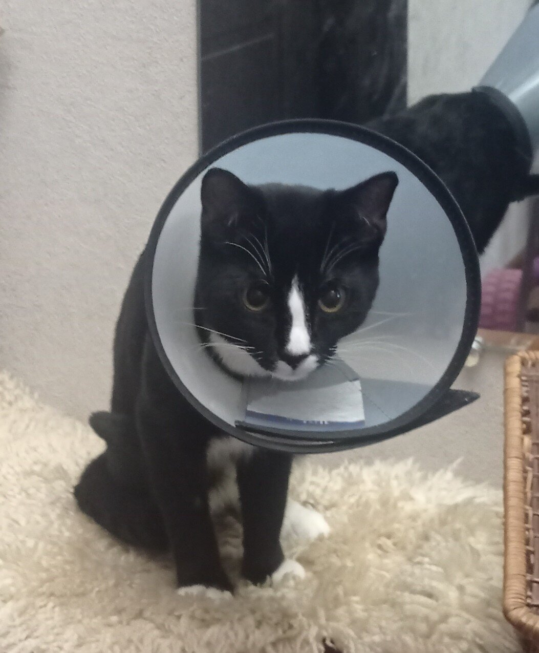 Про кота