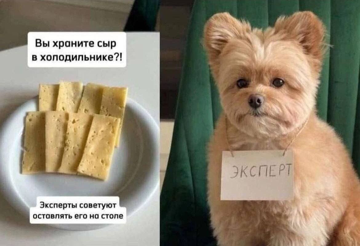 А в чем ваш питомец эсперт?
