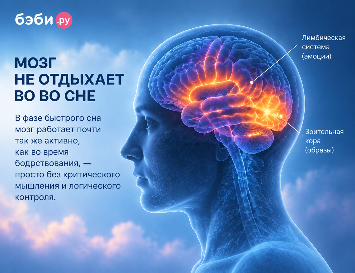 Иллюстрация активности мозга во время сна с выделенными областями, связанными с эмоциями и зрительными образами