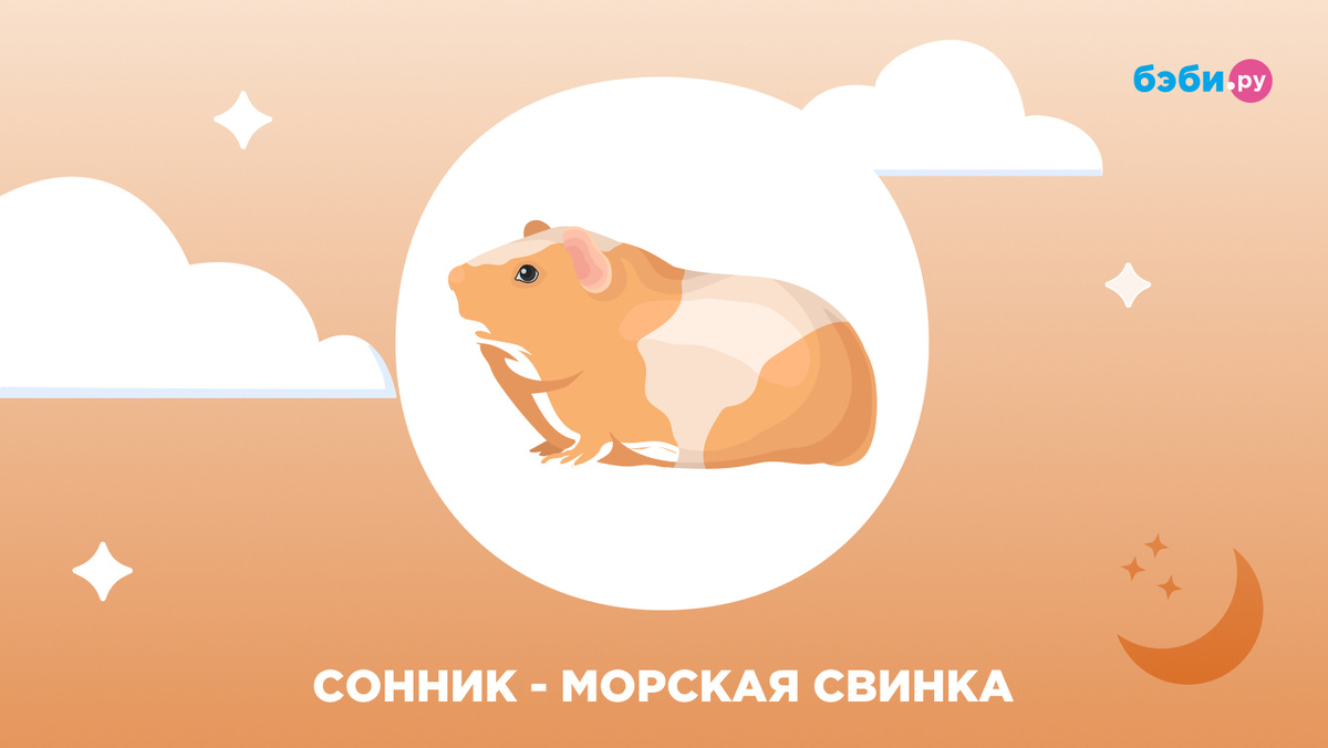 К чему снится морская свинка