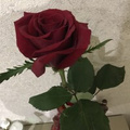 Тома Михалкова