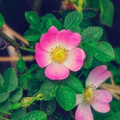 Мария
