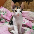 Loya