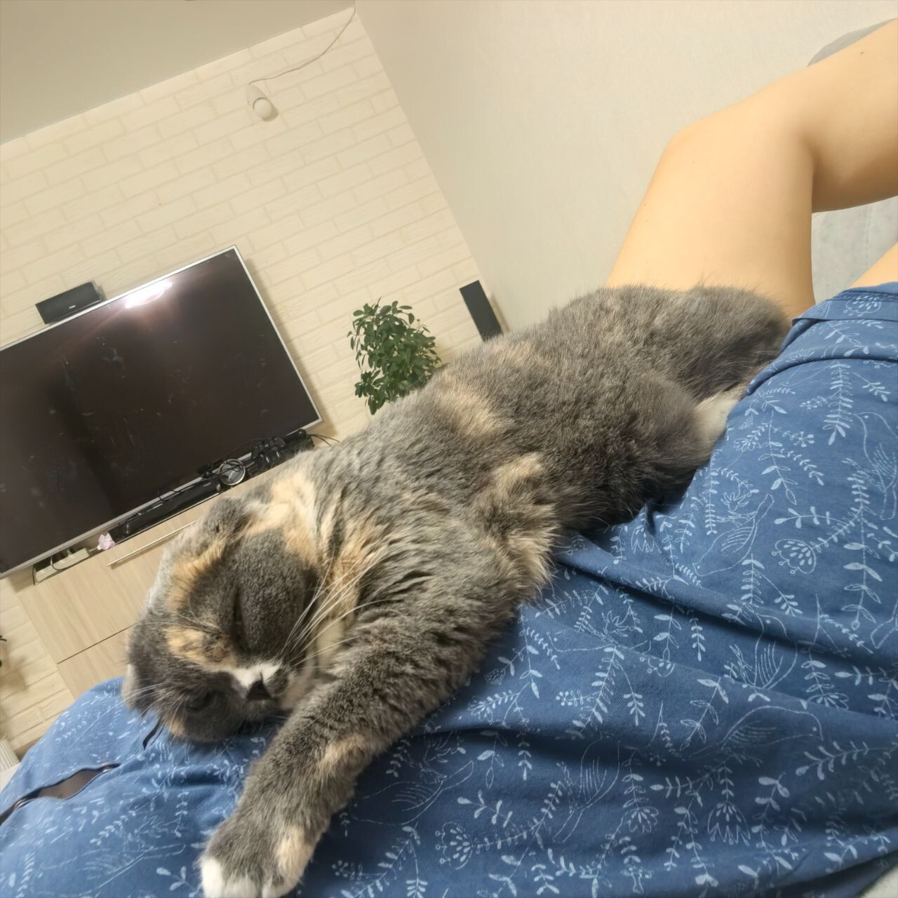 Вынашиваем лялечку с кошкой))
