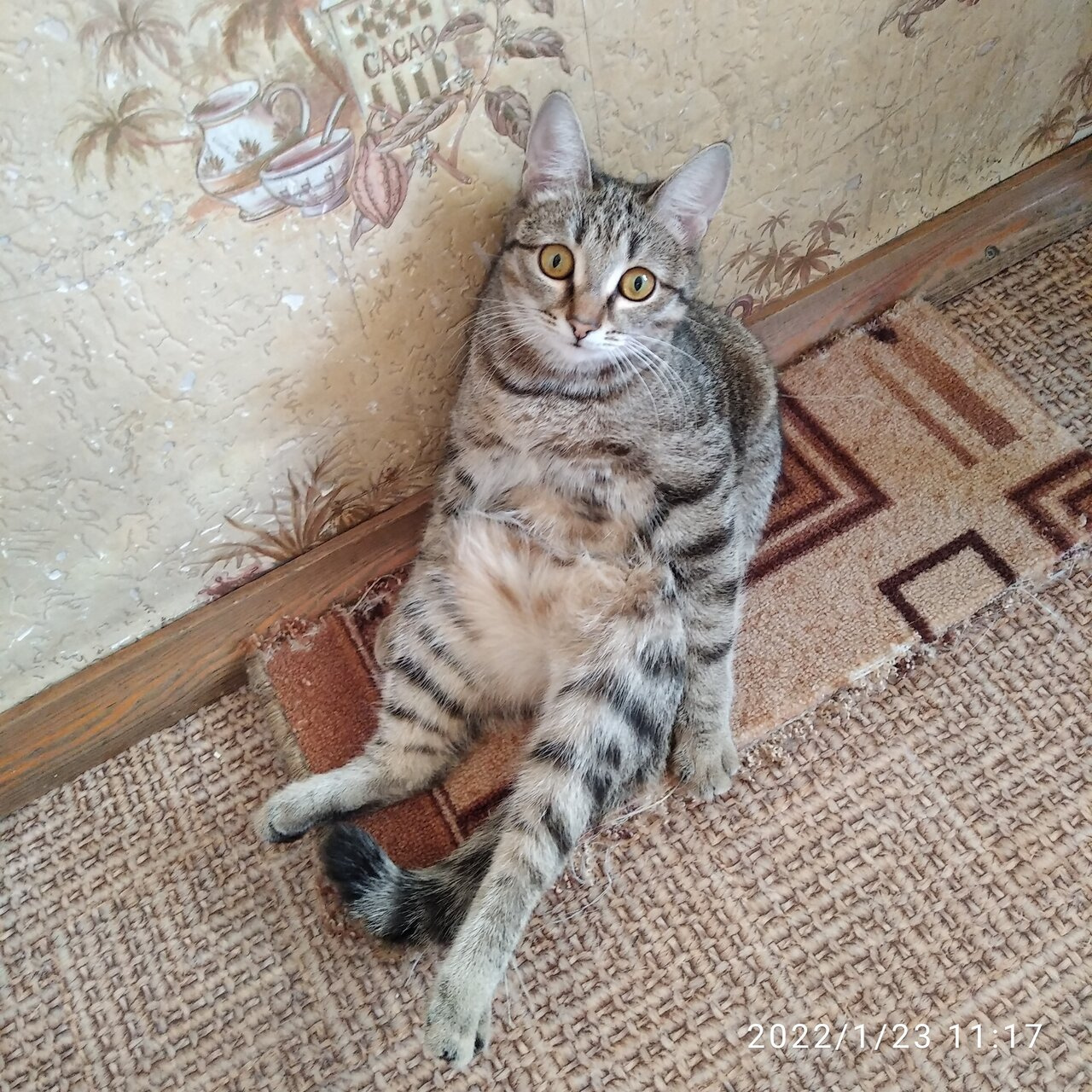 Наша кошка