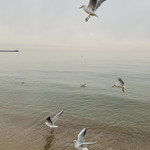 Туманное утро, море и птички 🌊
