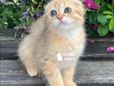 Слезятся глазки у котёнка