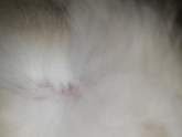 Котячий пост.