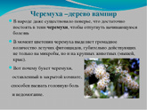 Черемуха в саду польза и вред для здоровья?