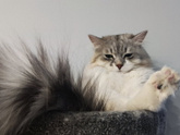 Вопрос по котикам, питание