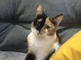 Вот такая кошка ?