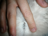 Котячий пост.