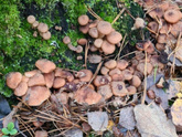 Знатоки грибов 🍄