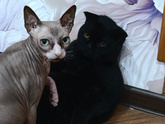 Отравление у кота