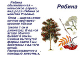 Рябина учим деревья - какая презентация лучше для садика?