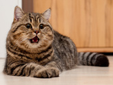 Котики, собачки, игуаны)