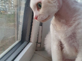 Аллергия и кошки
