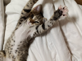 Кот 😻