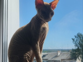 Котёнок