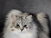 Кото курица