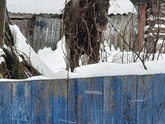 Лось в городе