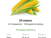 20 недель .
