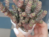 Сукуленты
