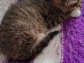 Котенок