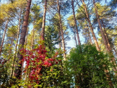 Ступай в лес.
