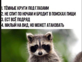 Учебный год начался. Кто уже енот?