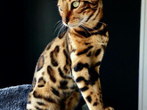 Хочу взять бенгальскую кошку,