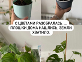 В полку прибыло🪴 еще