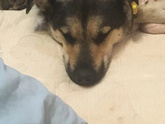 Медведь🥰