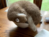 Складные котики)