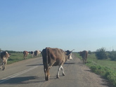 Поездка в деревню. Белый гриб.