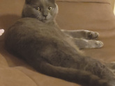 Кошечка ❤️