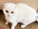 Наши ,,3 кота,,-1 кот и 2 кошки