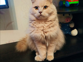 Тема кошек