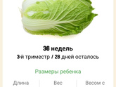 36 недель. 🥬🥬🥬