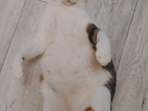 Кот-мучитель😭