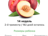 14 недель Как