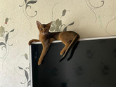 Котик