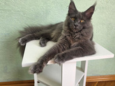 Кот-бес