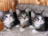 Котята мальчики и девочка 1,5 месяца ищут дом