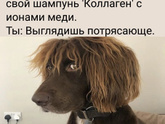 Давайте друг друга посмешим)