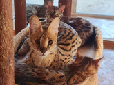 Вопрос про котёнка бенгальской