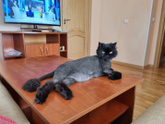 Станет ли любящая хозяйка так стричь кота?