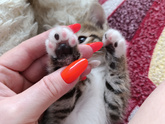 Кот 😻